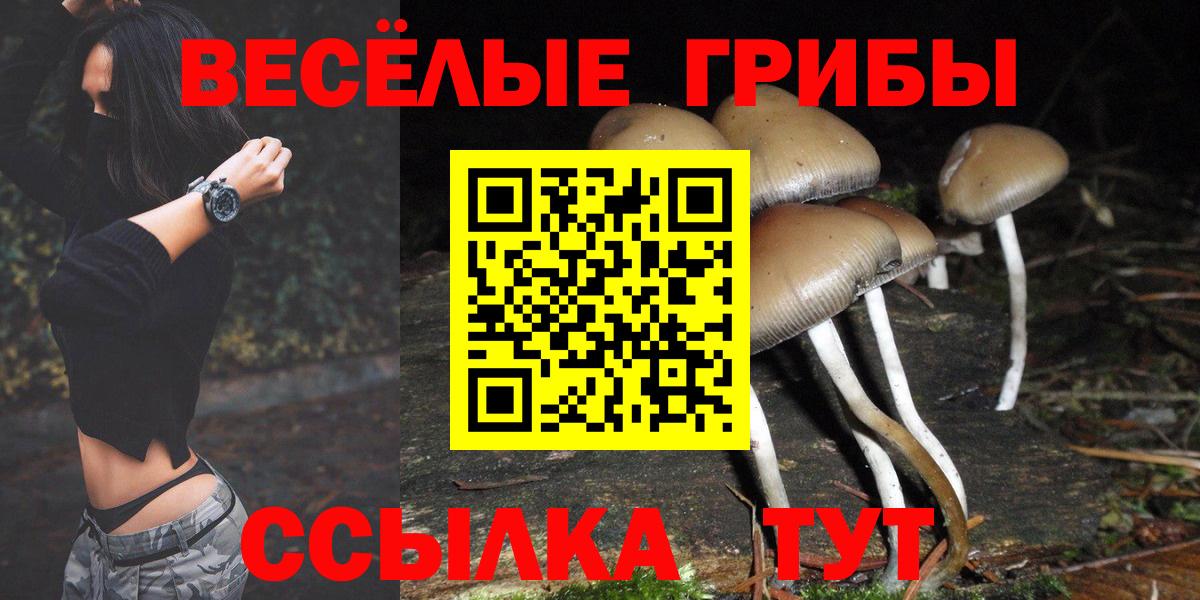 Галлюциногенные грибы Psilocybine cubensis Архангельск